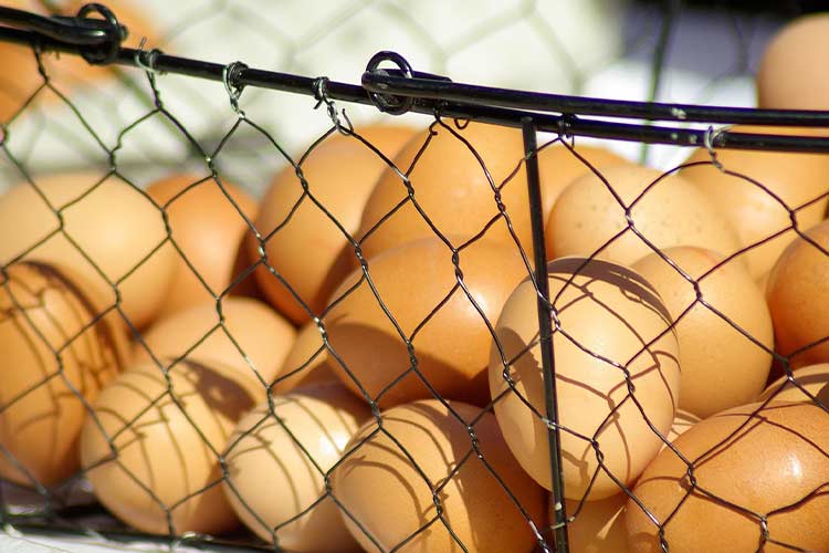 antibiotics-sulfonamides