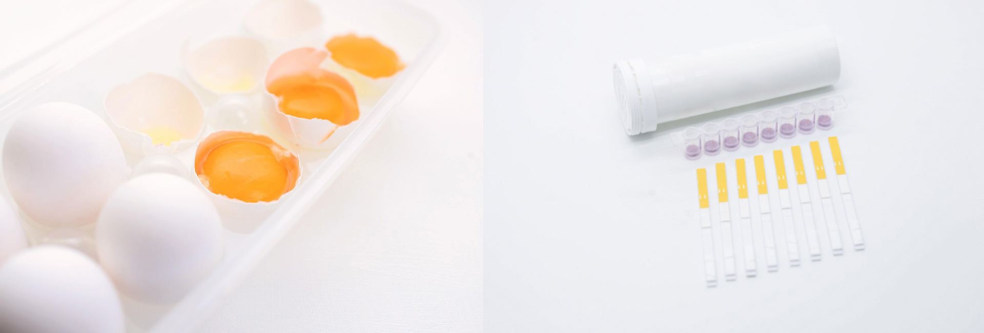 egg-test-kit