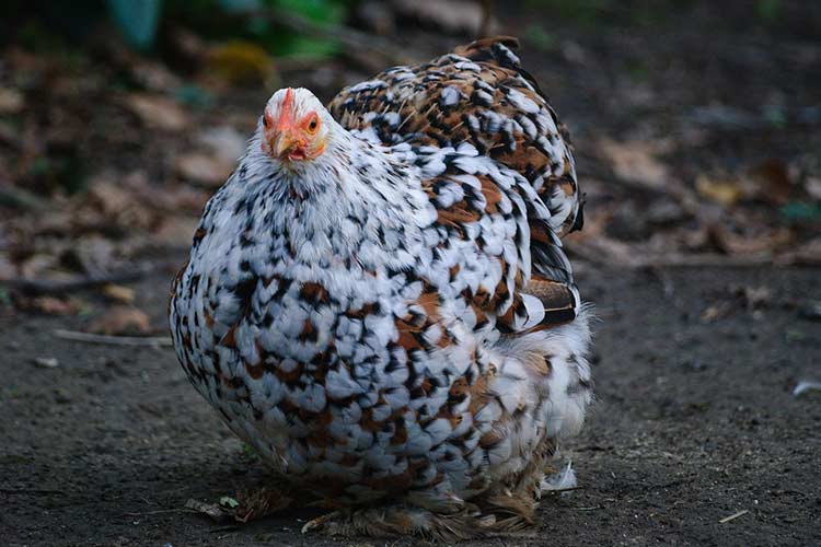 how-to-determine-if-an-egg-is-good