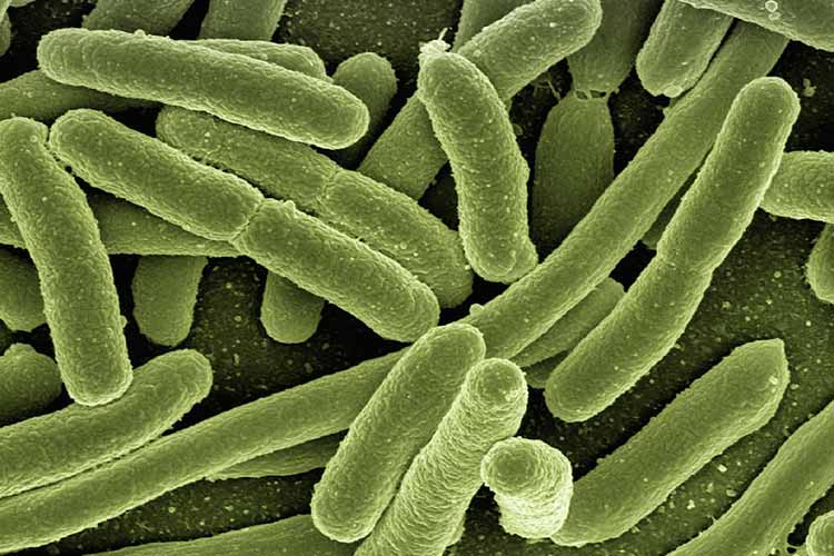 sulfa-drugs-sulfonamides