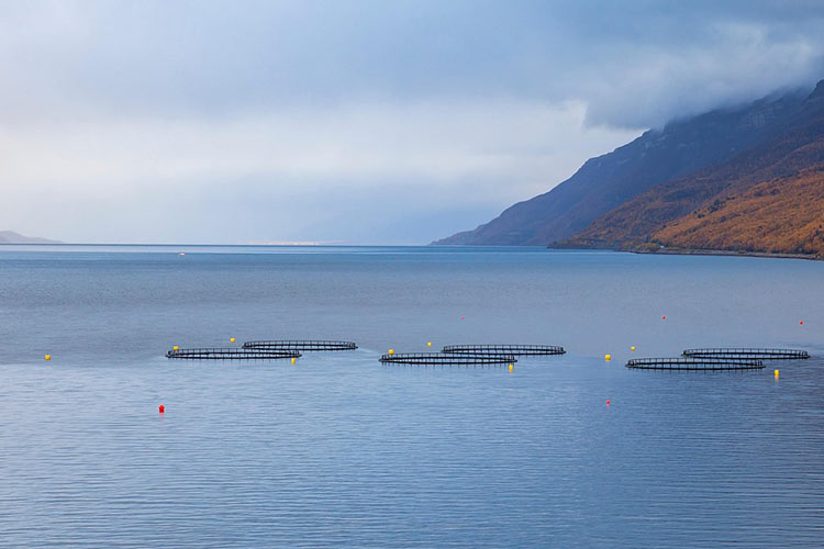 sulfonamides-mechanism-of-action