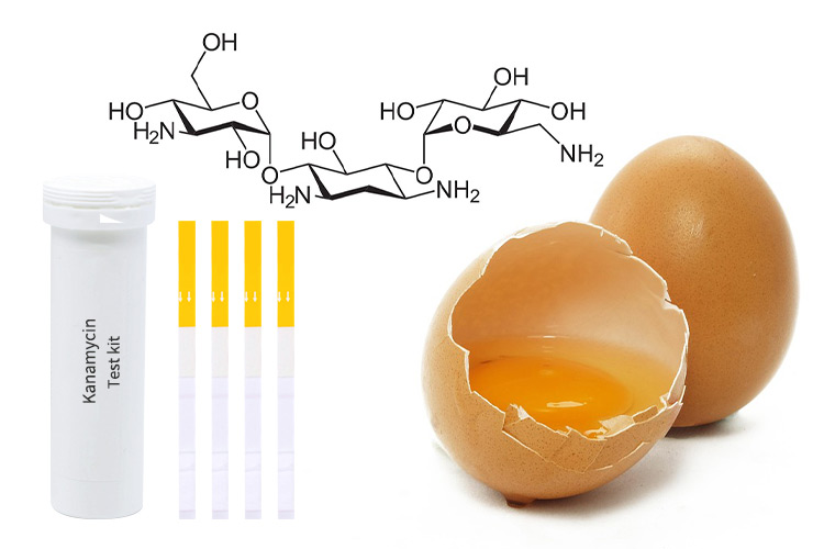 testing-chicken-eggs
