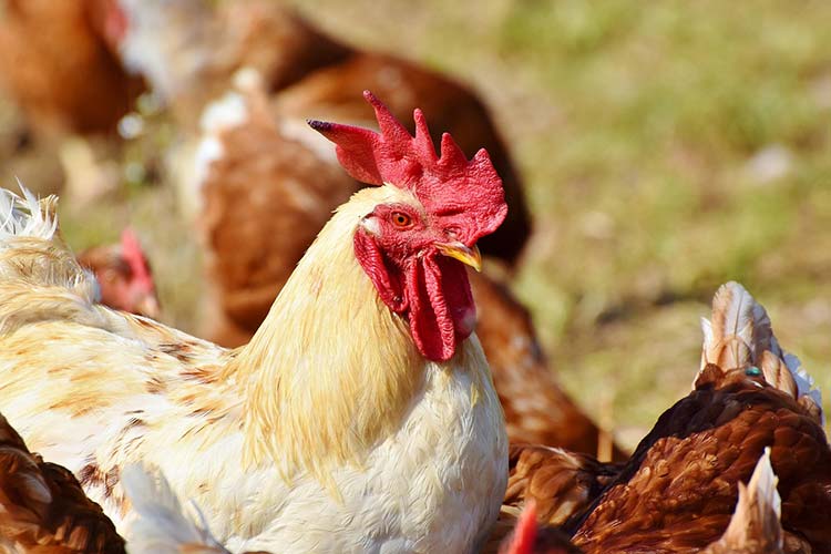 enrofloxacin-antibiotic