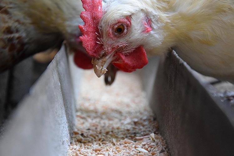 enrofloxacin-in-poultry