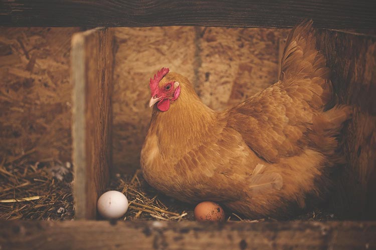 enrofloxacin-uses-in-poultry