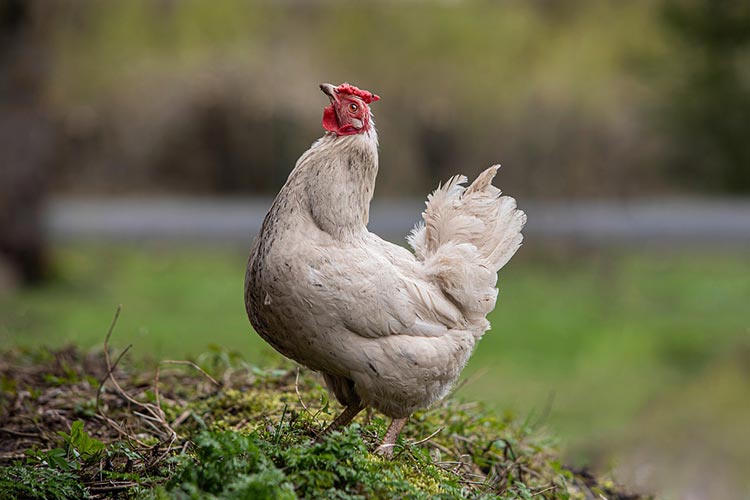 enrofloxacin-veterinary-use