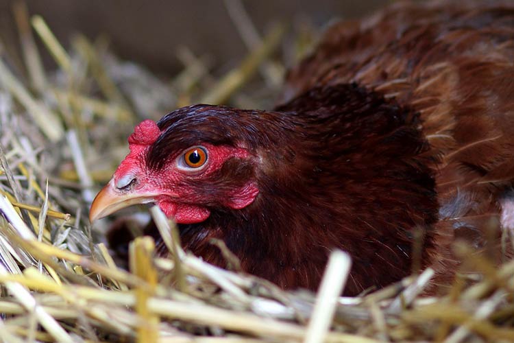 what-is-enrofloxacin